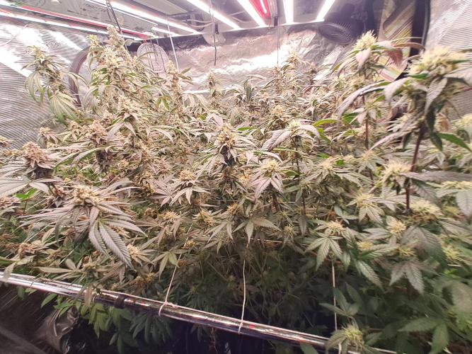 Grape Frappé. Week 17 - 16/02