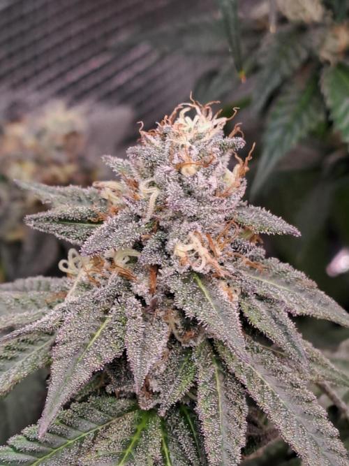 Grape Frappé. Week 17 - 16/02