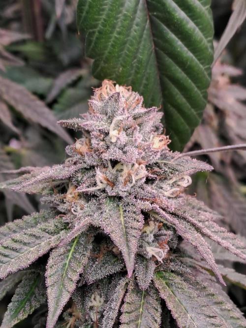 Grape Frappé. Week 17 - 16/02