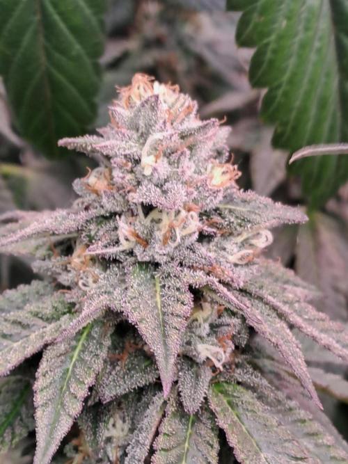 Grape Frappé. Week 17 - 16/02