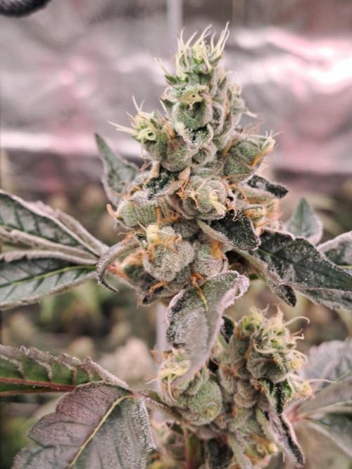 Grape Frappé. Week 17 - 16/02