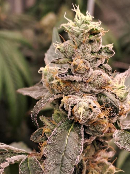 Grape Frappé. Week 17 - 16/02