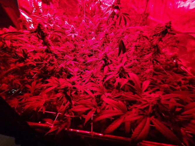 Tiger Paws/Velvet Cream. Week 17