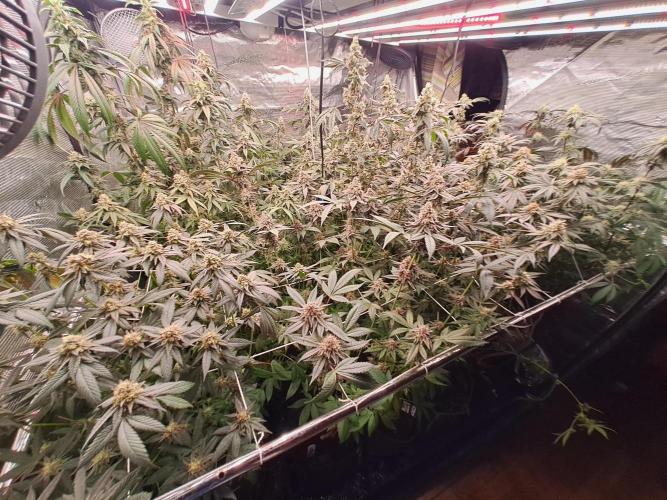 Tiger Paws/Velvet Cream. Week 17