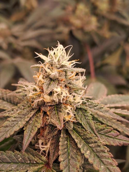 Tiger Paws/Velvet Cream. Week 17