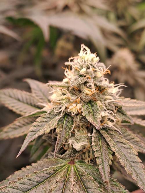 Tiger Paws/Velvet Cream. Week 17