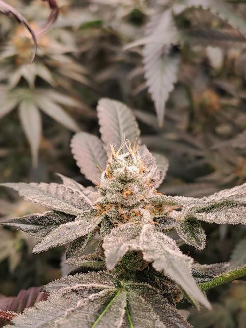 Tiger Paws/Velvet Cream. Week 17