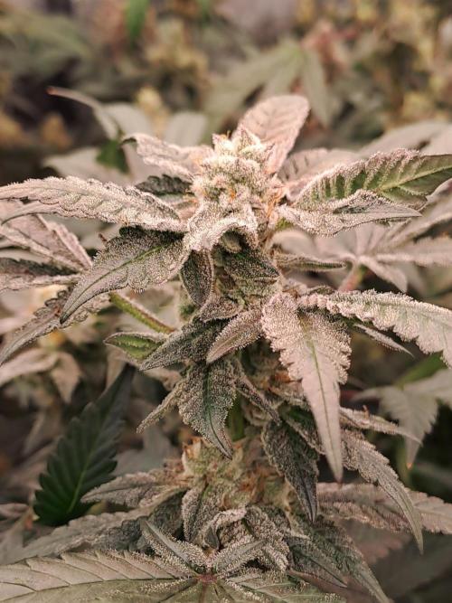 Tiger Paws/Velvet Cream. Week 17