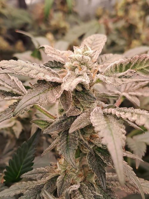 Tiger Paws/Velvet Cream. Week 17