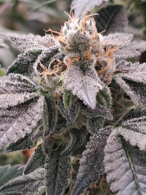 Tiger Paws/Velvet Cream. Week 17