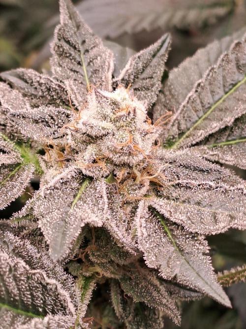 Tiger Paws/Velvet Cream. Week 17