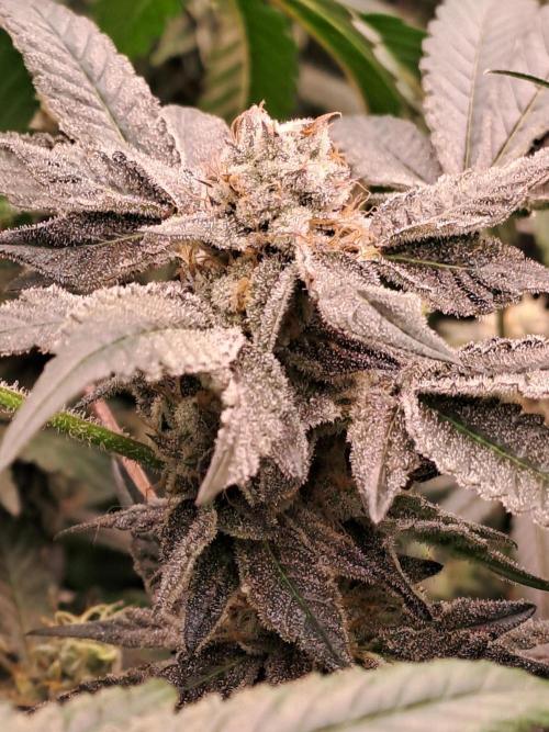 Tiger Paws/Velvet Cream. Week 17