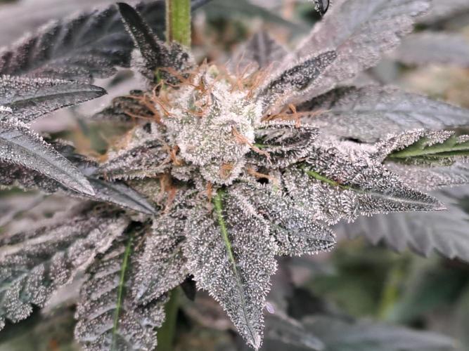 Tiger Paws/Velvet Cream. Week 17