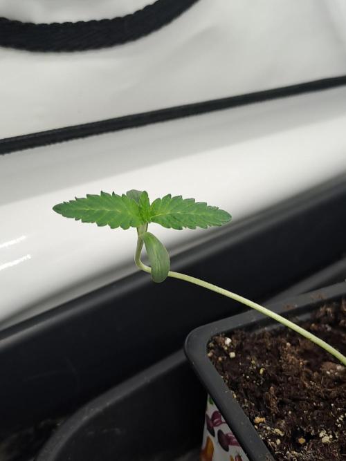 Soda Cream Terpyz. Week 1