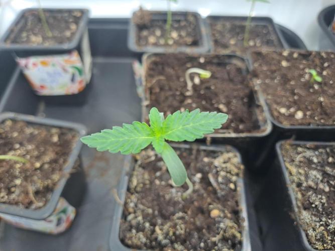 Soda Cream Terpyz. Week 1