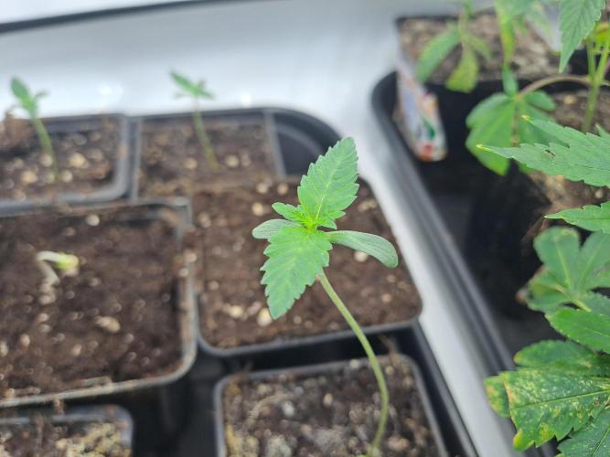 Soda Cream Terpyz. Week 1