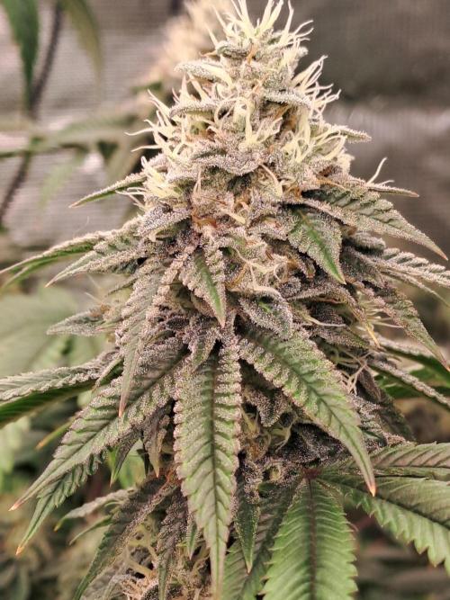 Tiger Paws/Velvet Cream. Week 17 - 20/02