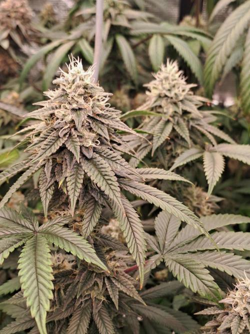 Tiger Paws/Velvet Cream. Week 17 - 20/02