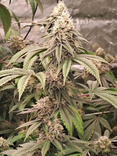 Tiger Paws/Velvet Cream. Week 17 - 20/02