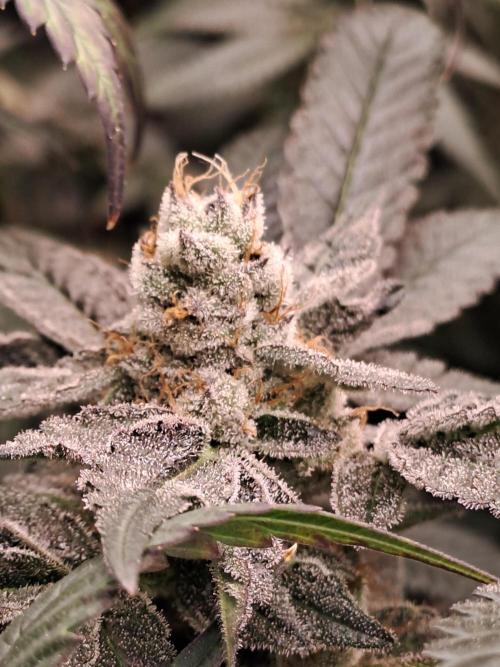 Tiger Paws/Velvet Cream. Week 17 - 20/02