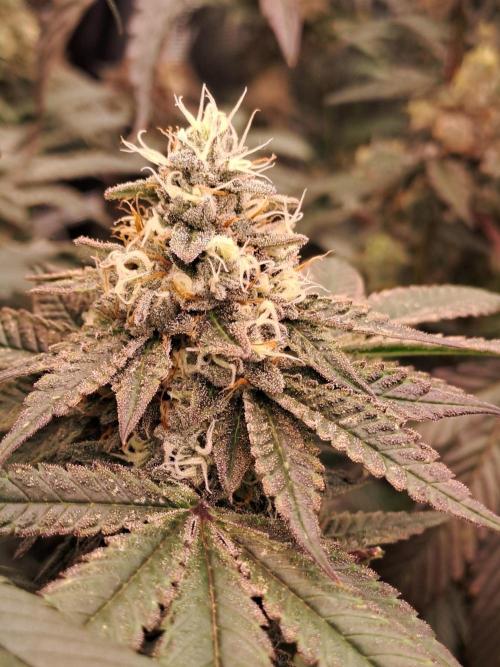 Tiger Paws/Velvet Cream. Week 17 - 20/02