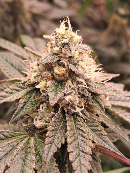 Tiger Paws/Velvet Cream. Week 17 - 20/02