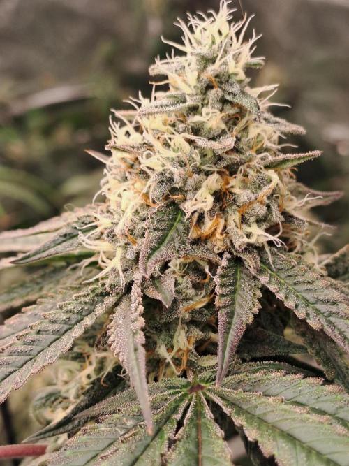 Tiger Paws/Velvet Cream. Week 17 - 20/02