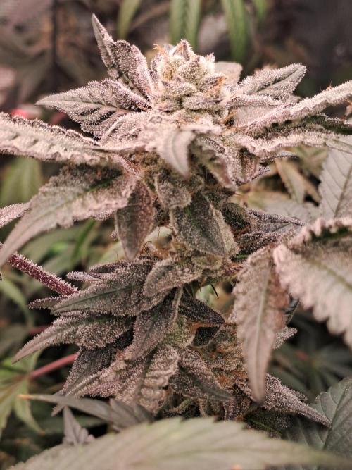 Tiger Paws/Velvet Cream. Week 17 - 20/02