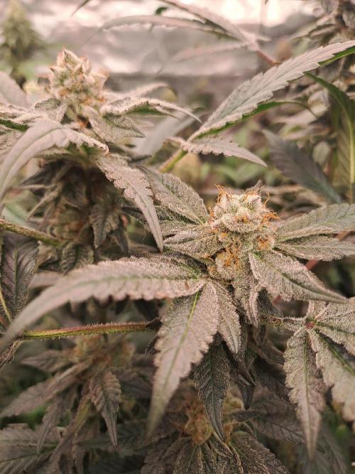 Tiger Paws/Velvet Cream. Week 17 - 20/02