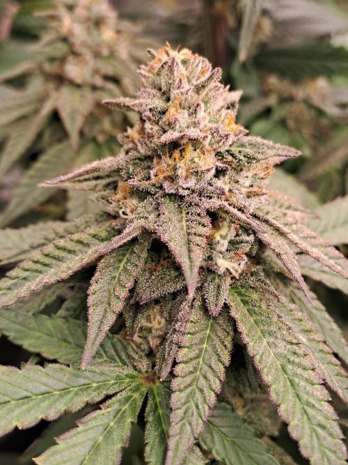 Grape Frappé. Week 17