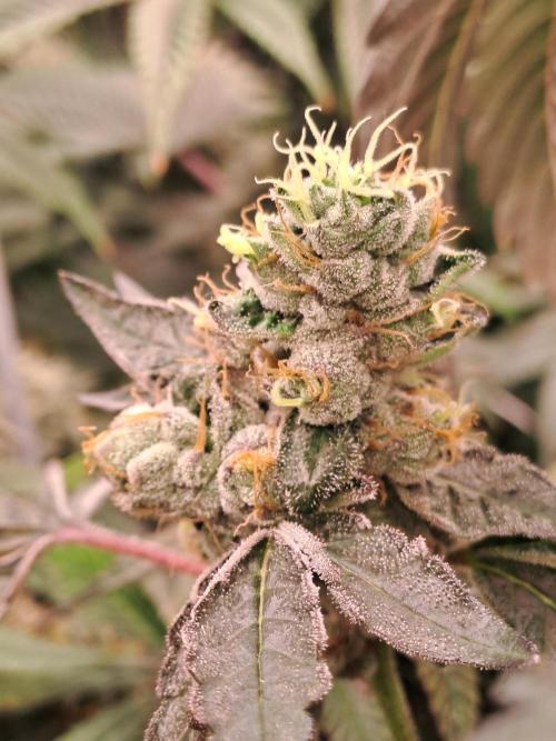 Grape Frappé. Week 17 - 20/02