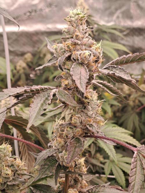 Grape Frappé. Week 17 - 20/02
