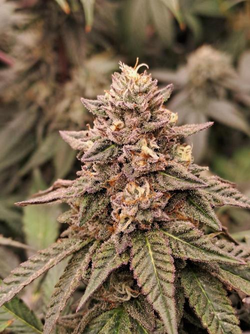 Grape Frappé. Week 17 - 20/02