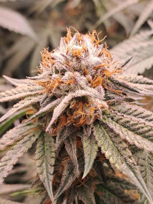 Grape Frappé. Week 17 - 20/02