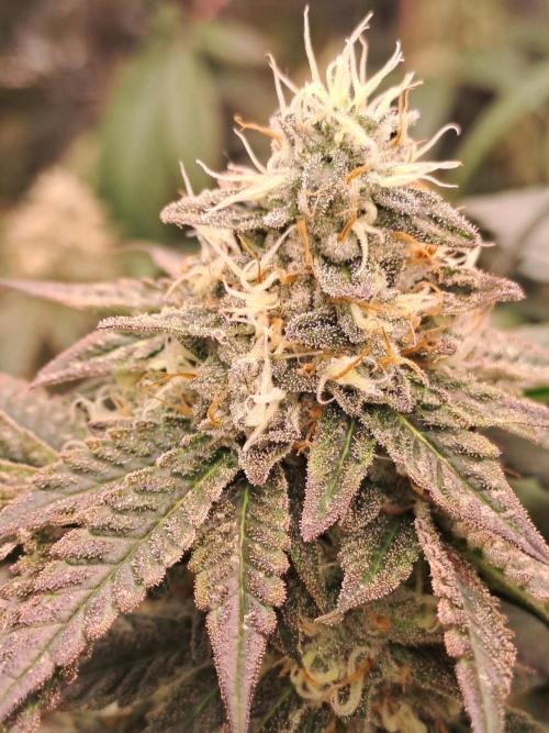 Grape Frappé. Week 17 - 20/02