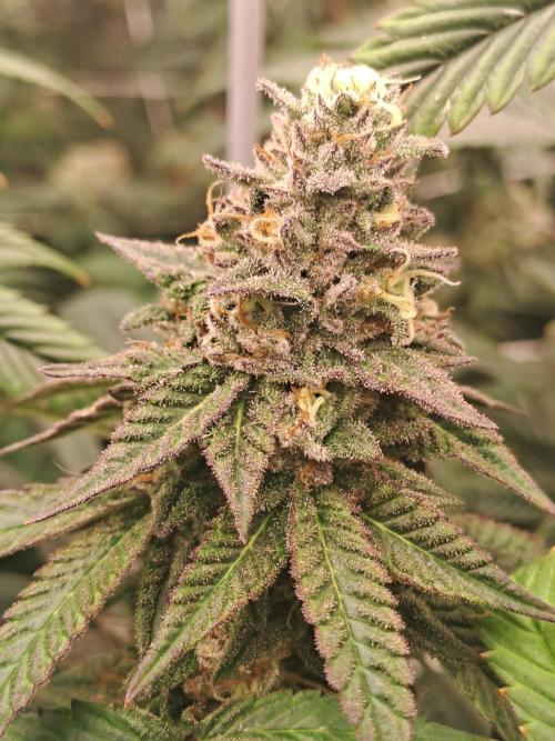 Grape Frappé. Week 17 - 22/02