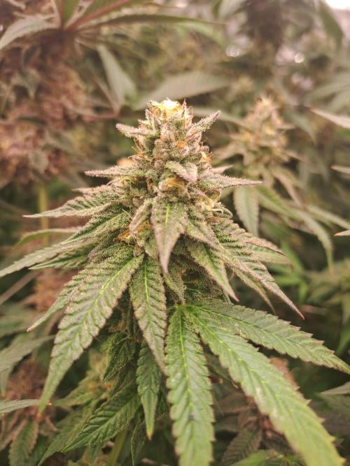 Grape Frappé. Week 17 - 22/02