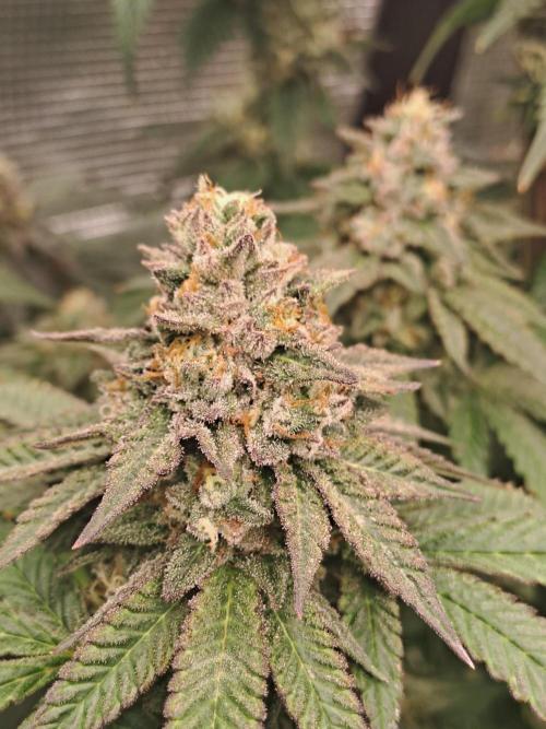 Grape Frappé. Week 17 - 22/02