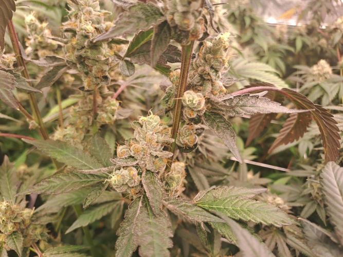 Grape Frappé. Week 17 - 22/02