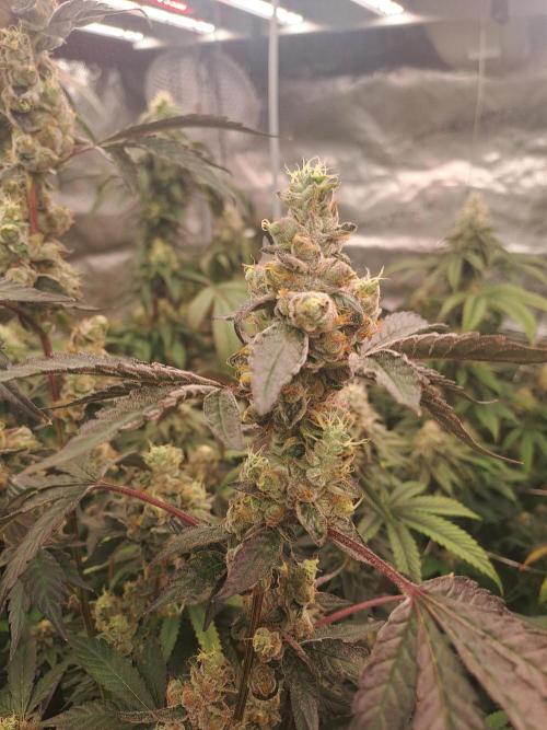 Grape Frappé. Week 17 - 22/02