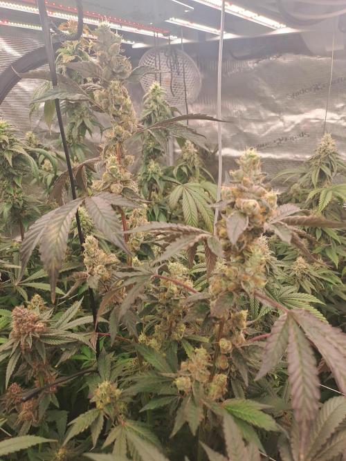 Grape Frappé. Week 17 - 22/02