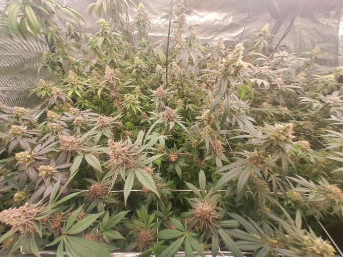 Tiger Paws/Velvet Cream. Week 17 - 22/02