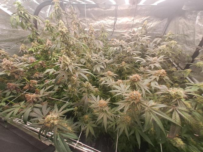 Tiger Paws/Velvet Cream. Week 17 - 22/02