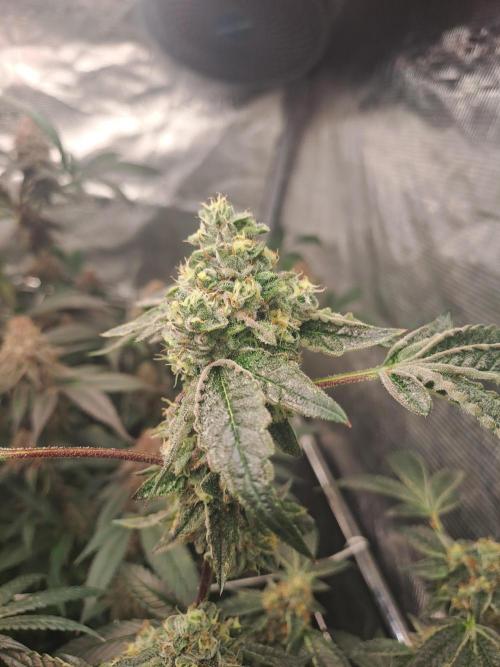 Tiger Paws/Velvet Cream. Week 17 - 22/02