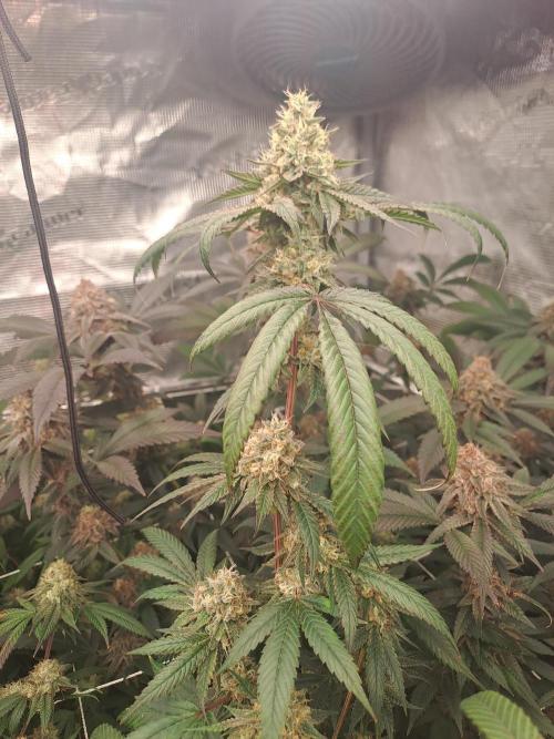 Tiger Paws/Velvet Cream. Week 17 - 22/02