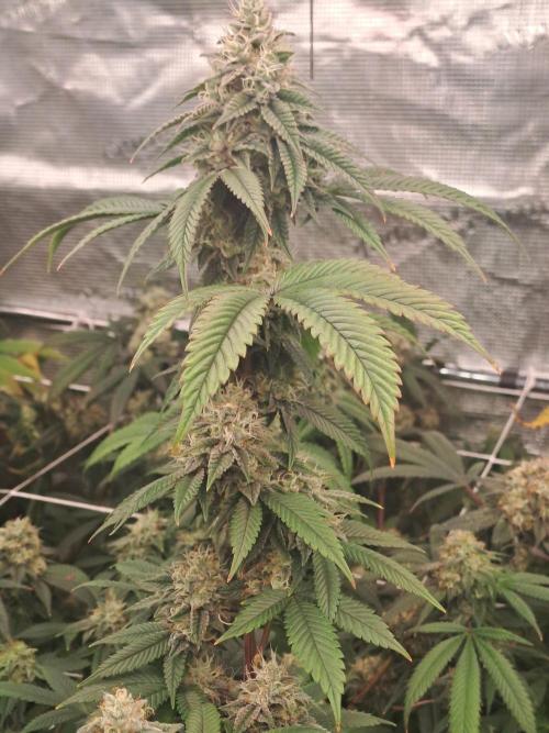 Tiger Paws/Velvet Cream. Week 17 - 22/02