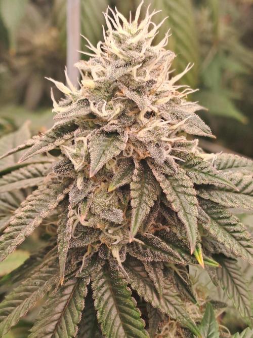 Tiger Paws/Velvet Cream. Week 17 - 22/02