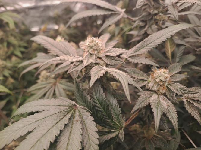 Tiger Paws/Velvet Cream. Week 17 - 22/02