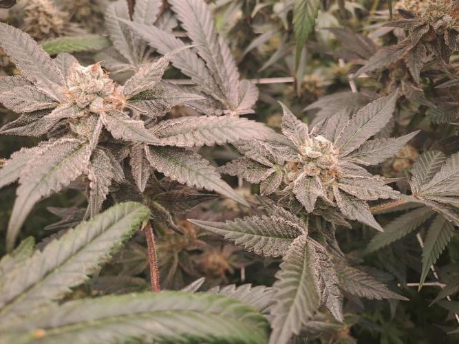 Tiger Paws/Velvet Cream. Week 17 - 22/02