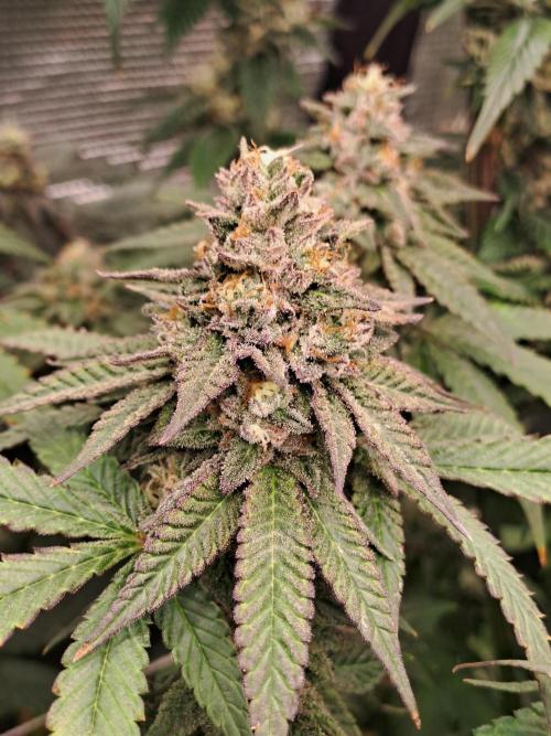 Tiger Paws/Velvet Cream. Week 18